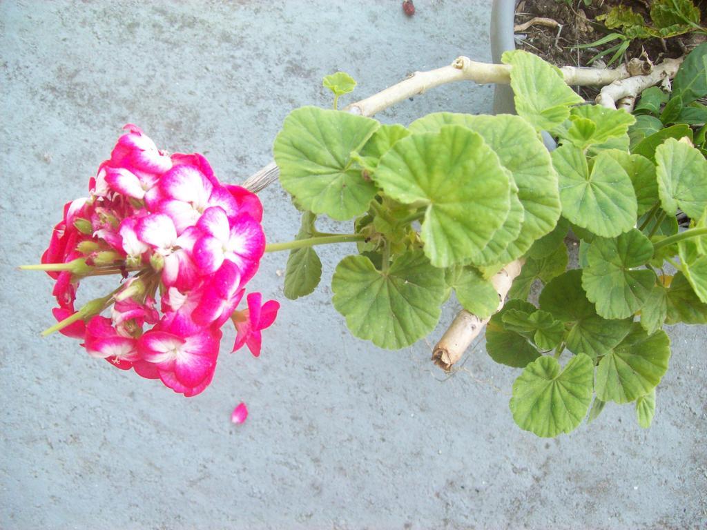 Villa Vania Gardenos 维塔拉戴斯 外观 照片
